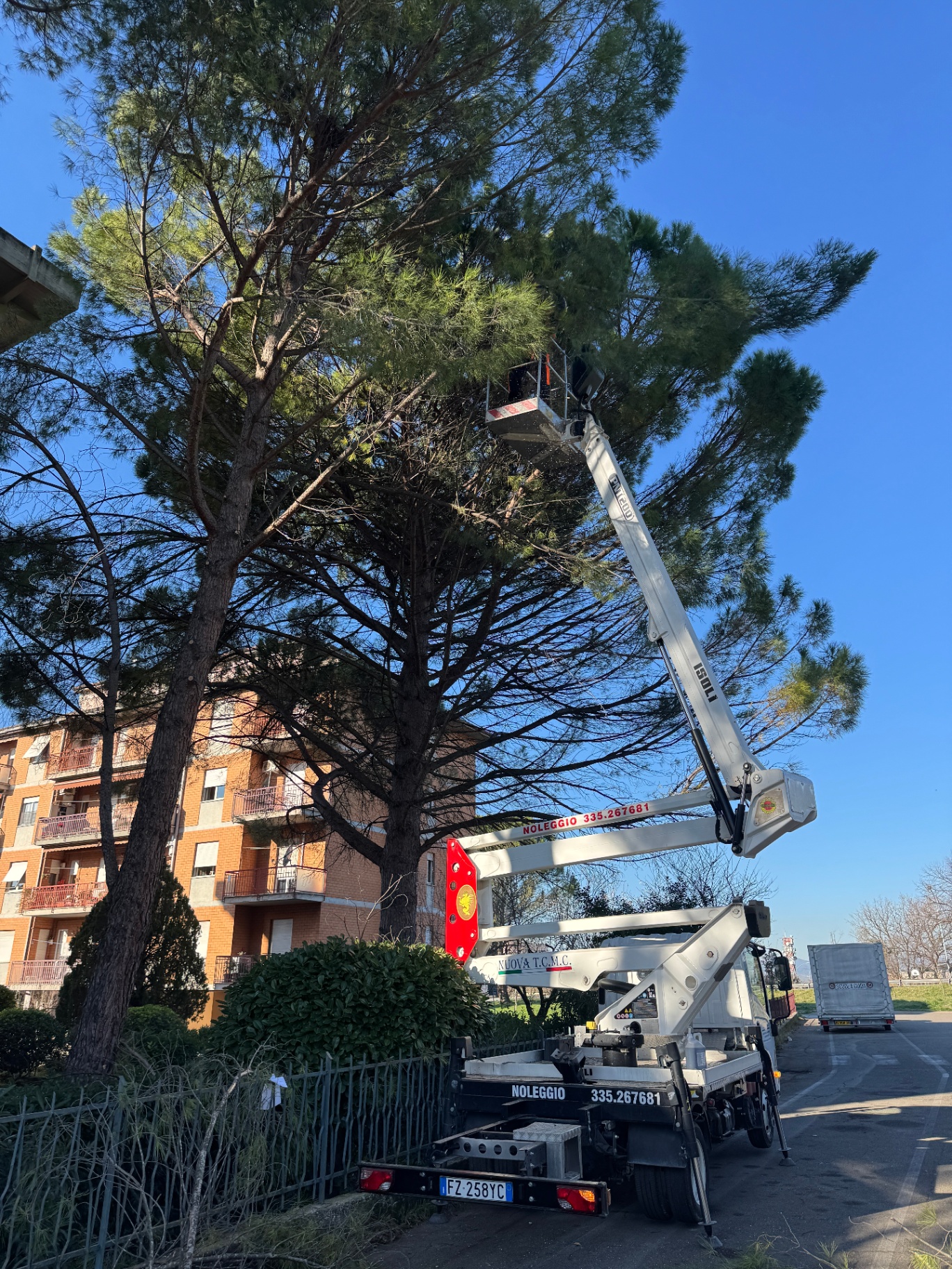 Potatura di pino con piattaforma aerea