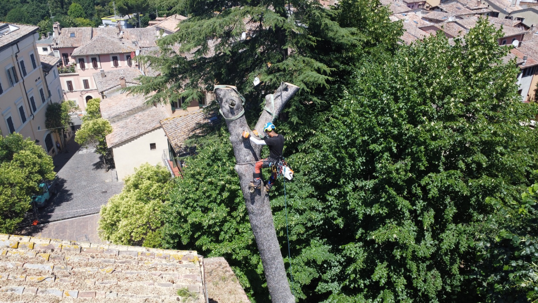 Tree climbing su alto fusto vista drone
