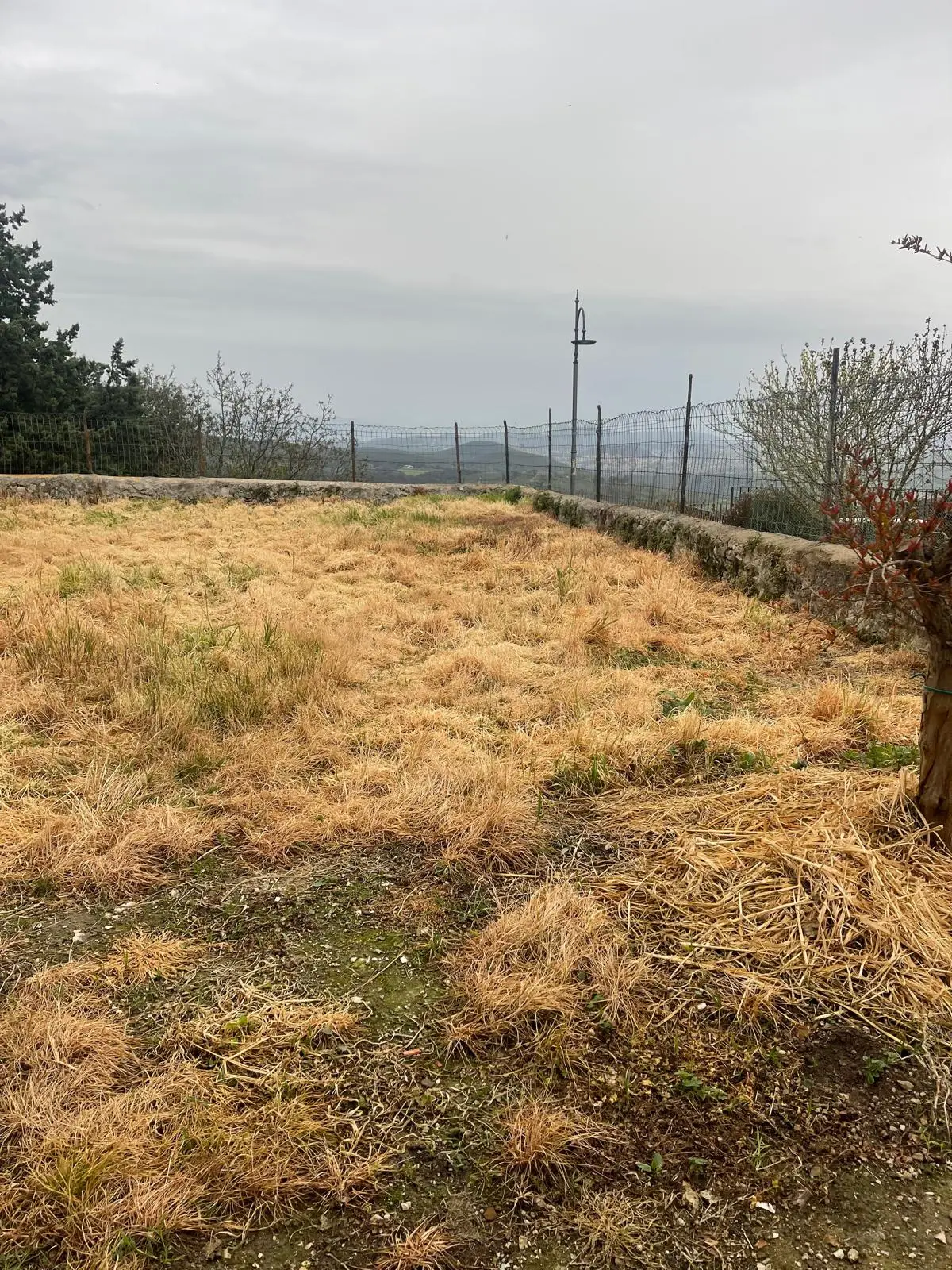 Prato incolto prima dell'intervento